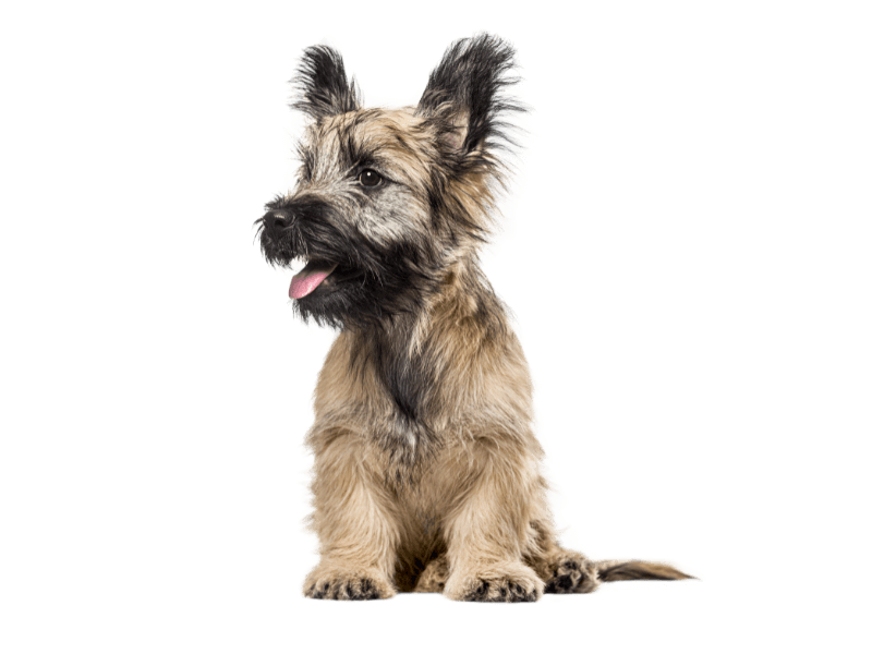 skye terrier dog