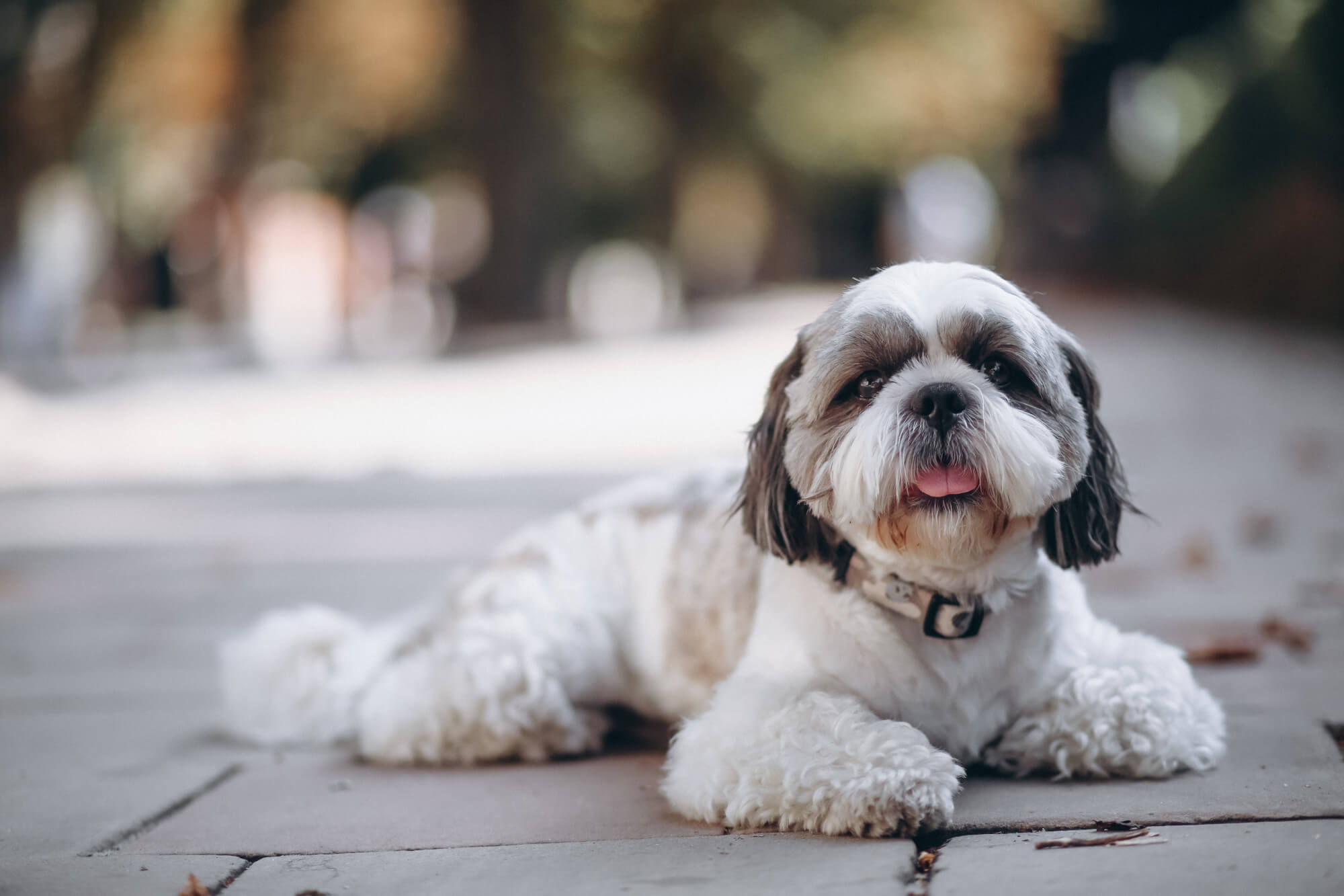 a small white and brown dog sits on the ground