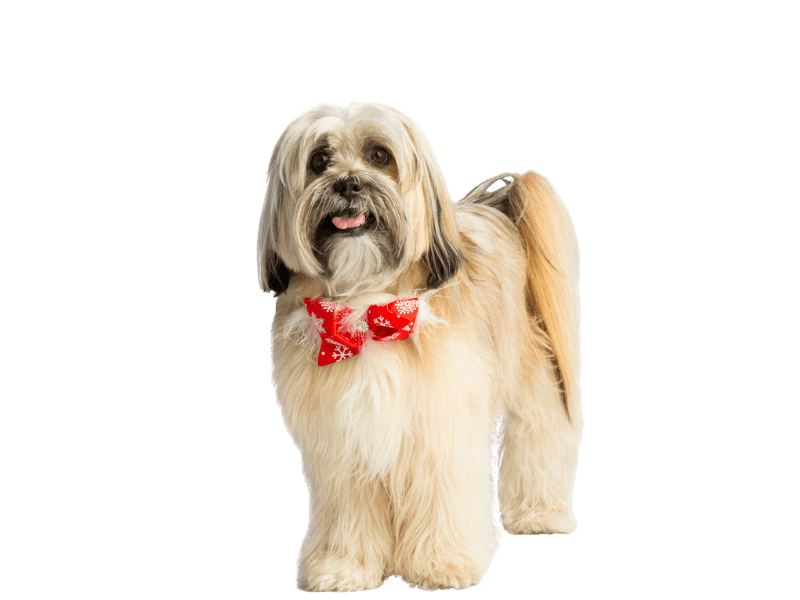 a dog wearing a red bow tie