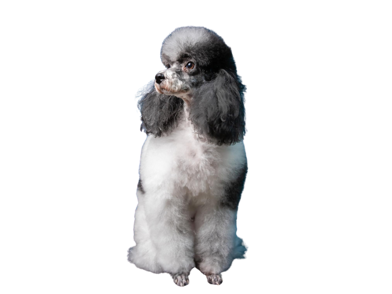 a poodle sits gracefully