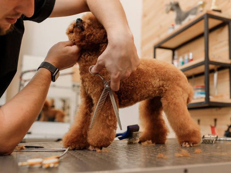 a man is grooming a poodle 