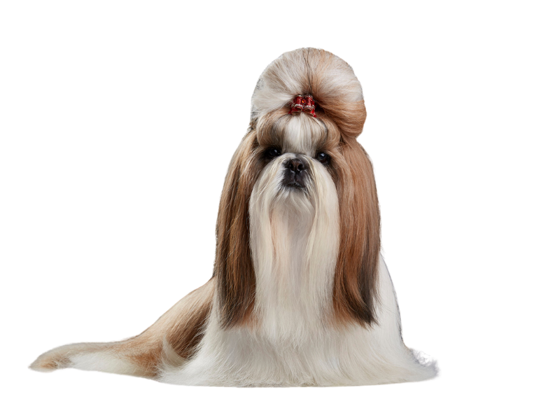 a fluffy Shih Tzu dog with long, flowing hair