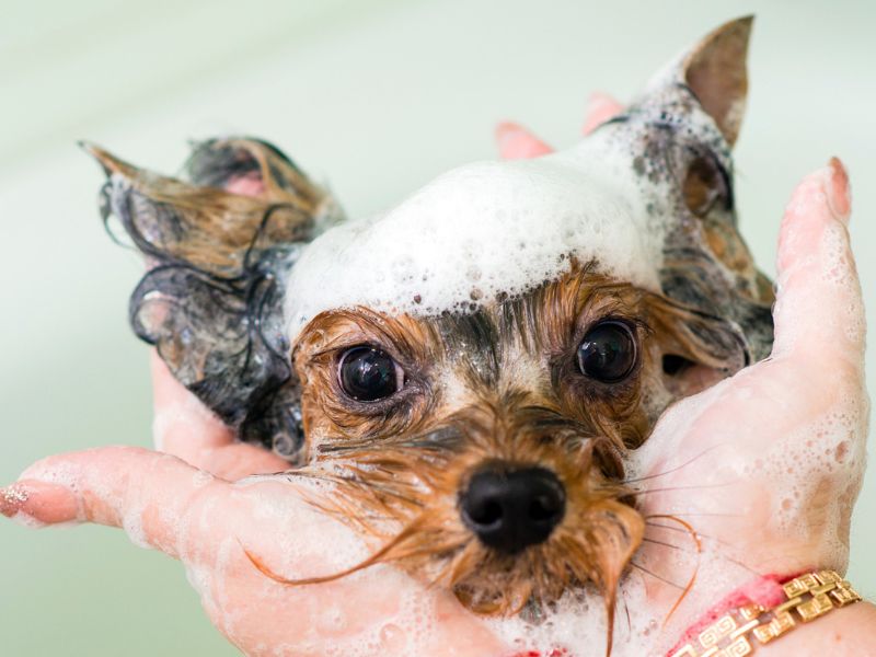 a dog is receiving a bath