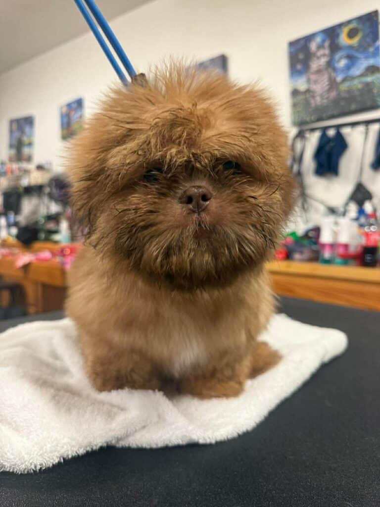 a small brown dog sitting on a towel