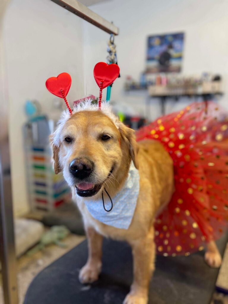 a playful dog dressed in a pink tutu and a heart-shaped headband