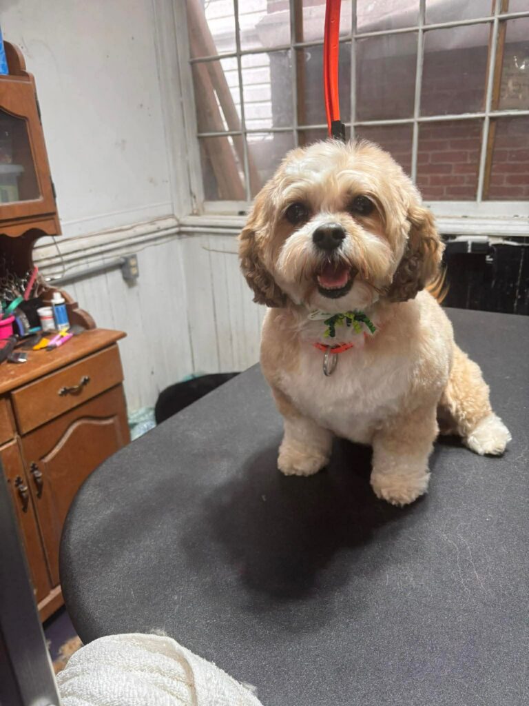a small dog resting on a table in a salon