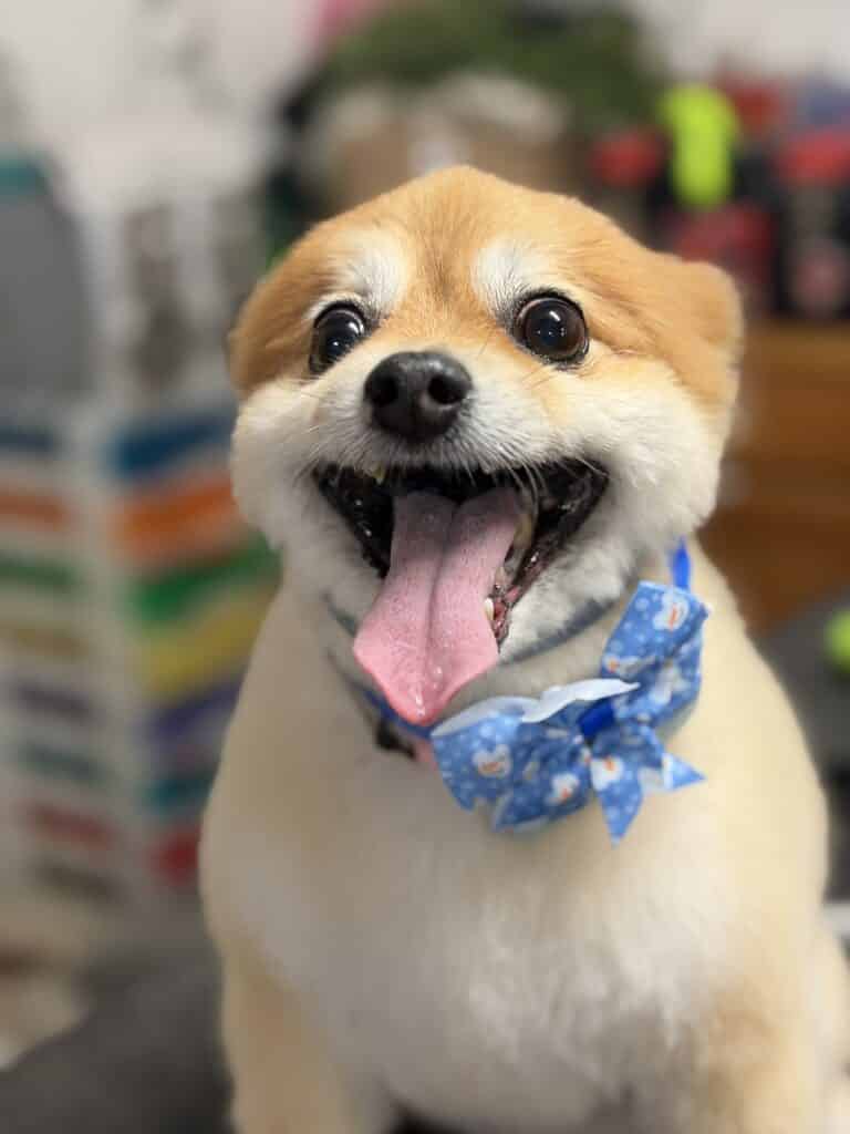 a well-groomed dog wearing a blue bow tie