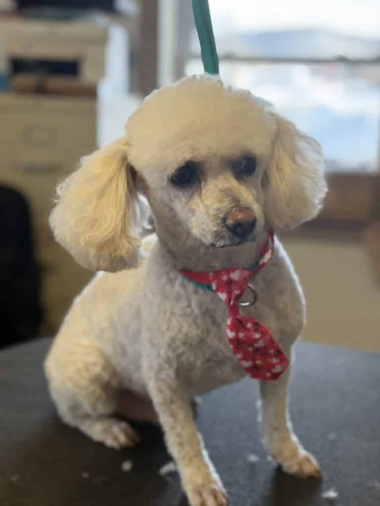 a white poodle wearing a red and white polka dot tie