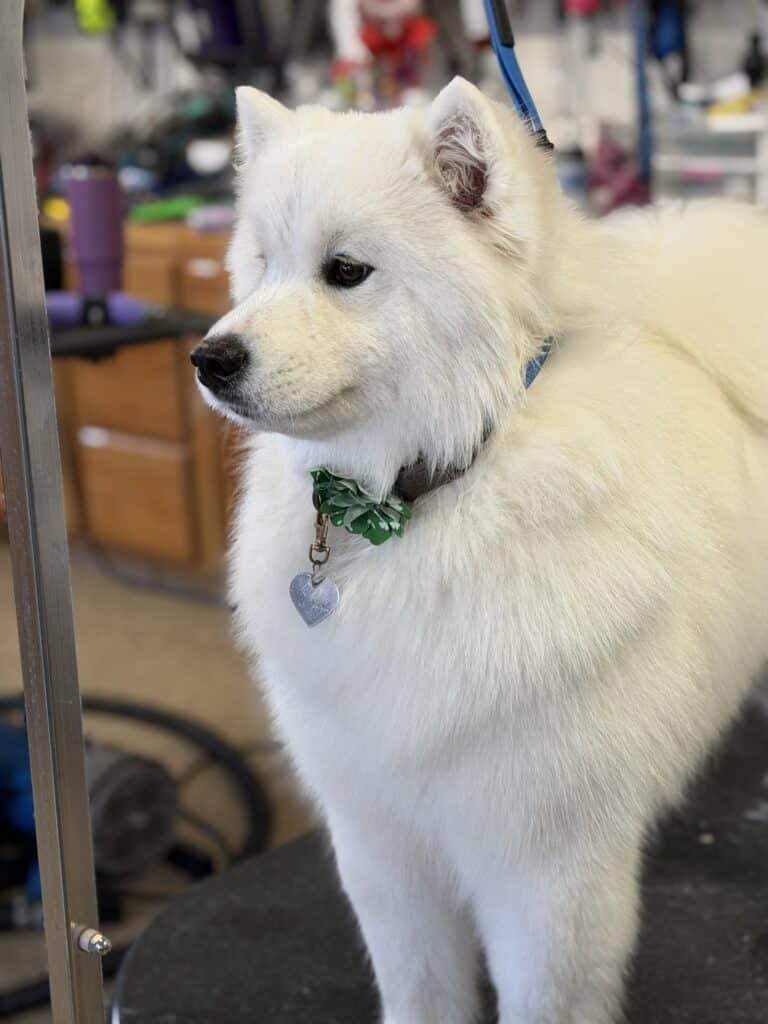 a white dog wearing a green bow tie