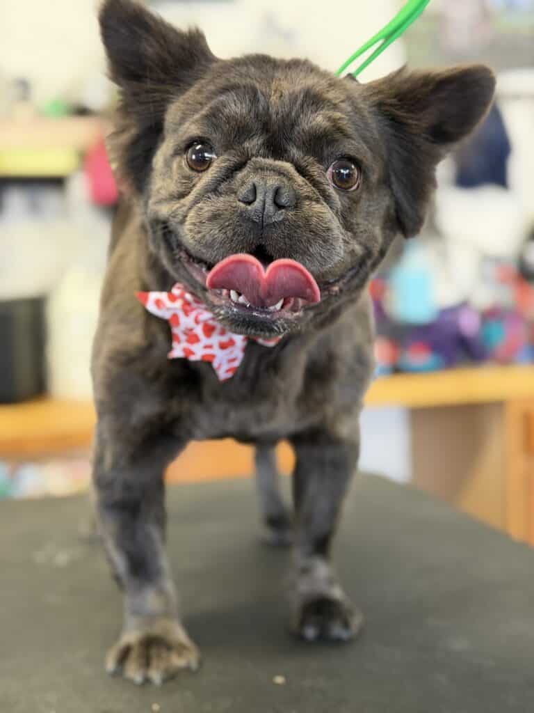 a dog wearing a red bow tie