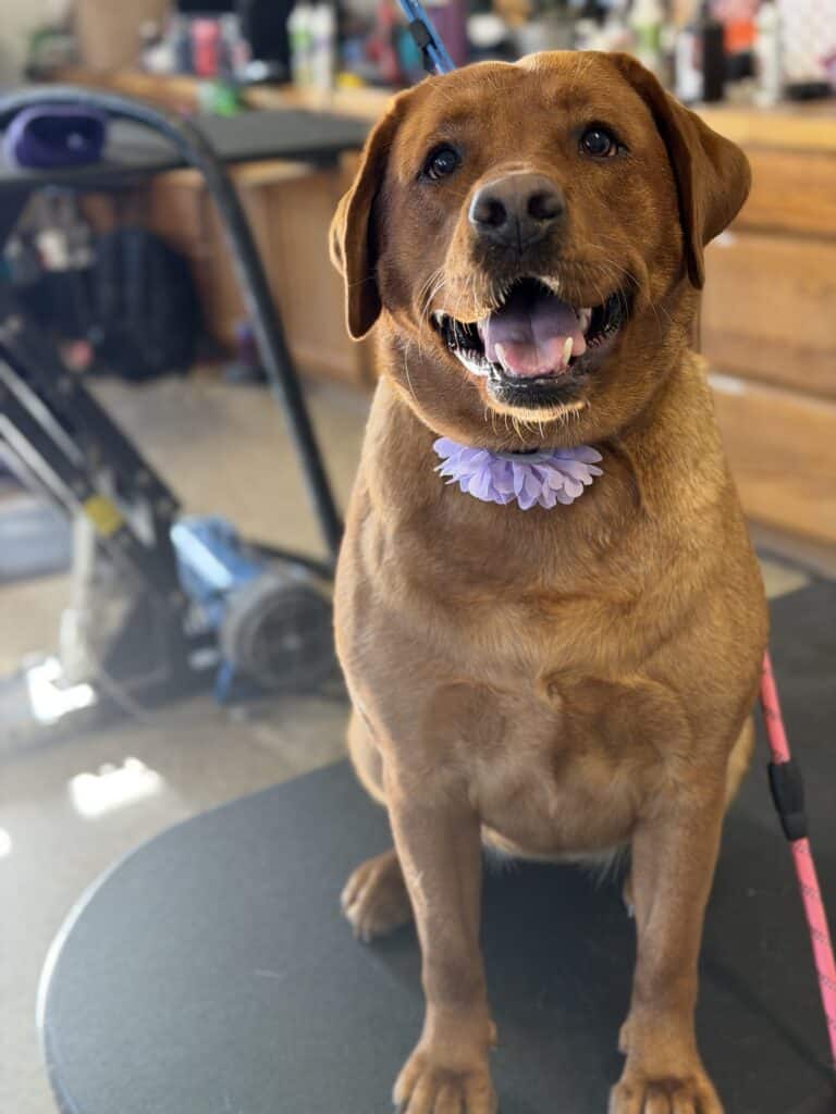 dog wearing a collar with a flower on it