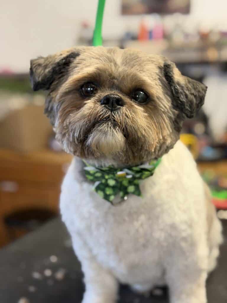 a small dog wearing a green bow tie