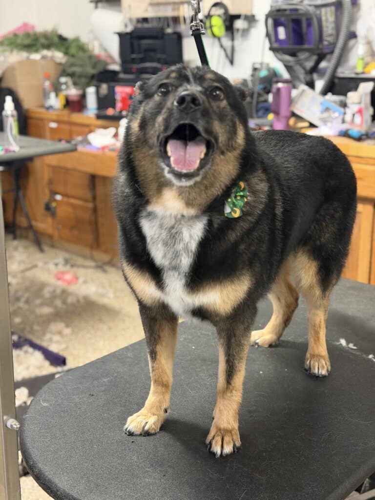 a dog standing on a grooming table