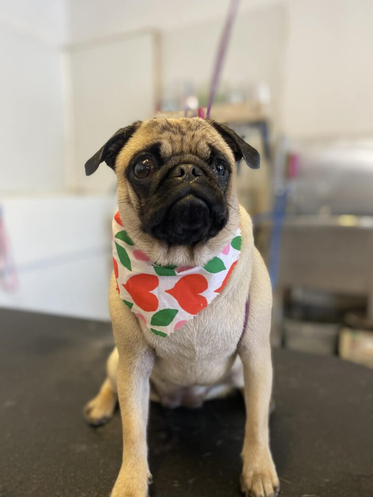 a pug dog wearing a colorful bandana around its neck
