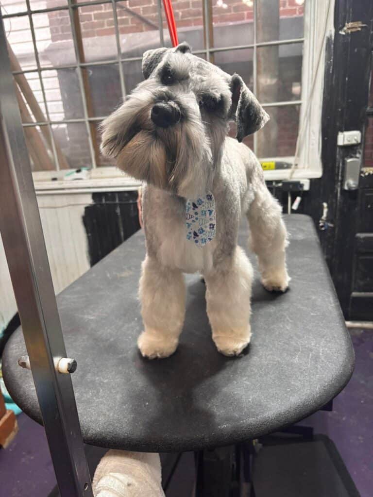 a small gray dog wearing a blue tie